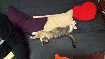 20 котов, которые умеют правильно расслабляться