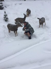 Это кто? Олени?