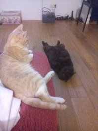 20 котов, которые умеют правильно расслабляться