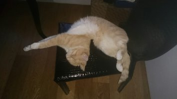 20 котов, которые умеют правильно расслабляться