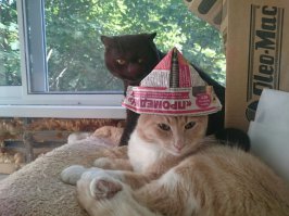 20 котов, которые умеют правильно расслабляться