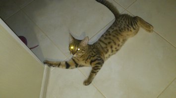 бенгальский котенок