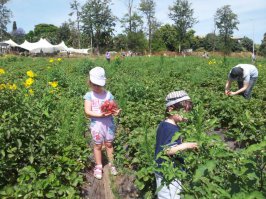 а у нас вот так растет