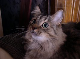 поддерживаю, на работе фельдшер раздавала котят, мне последняя осталась, чудо, а не кошка