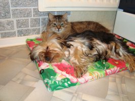 поддерживаю, на работе фельдшер раздавала котят, мне последняя осталась, чудо, а не кошка