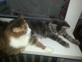 Сочувствую... Самый красивый кот – это свой кот! И плевать на породу... Мы в июле то же потеряли своего дворянина Барсика… А Путю взяли случайно, компаньон по работе пригласил типа «чайку попить, за одно котиков посмотреть»… Не удержались!)))
Наш то, совсем плох был, старенький (16 лет) и почечная недостаточность… А Путя ему буквально «подарил» 2 года. Неделю они с ним воевали, а потом не разлей вода!
На фотках, когда мы решили его купить (Путя с сестричкой). И мои парни подружились!