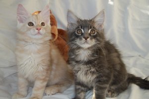 Сочувствую... Самый красивый кот – это свой кот! И плевать на породу... Мы в июле то же потеряли своего дворянина Барсика… А Путю взяли случайно, компаньон по работе пригласил типа «чайку попить, за одно котиков посмотреть»… Не удержались!)))
Наш то, совсем плох был, старенький (16 лет) и почечная недостаточность… А Путя ему буквально «подарил» 2 года. Неделю они с ним воевали, а потом не разлей вода!
На фотках, когда мы решили его купить (Путя с сестричкой). И мои парни подружились!