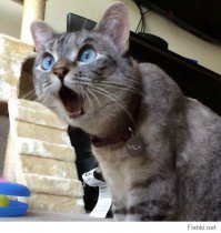 75 кошек породы мейн-кун, которые убедят вас, что ваша кошка совсем маленькая