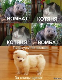 Австралийские рыбаки спасли тонущего вомбата