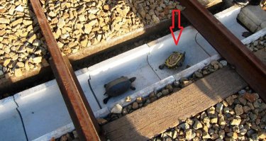 ПОЧЕМУ ЖЕ ЧЕРЕПАХИ ПРОДОЛЖАЮТ ГИБНУТЬ, НО УЖЕ В ТУННЕЛЯХ?!