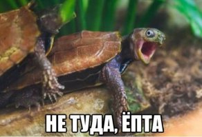 Японские железнодорожники построили тоннели для черепах
