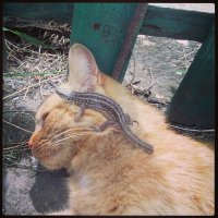 Итог дичайшей схватки двух монстров:
Ящерица потеряла половину хвоста, но кота всё-таки одолела!