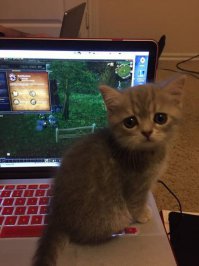 И только опытные геймеры видят на фото не только кота, но и аленя - ретри пала, примерно 10-12 уровня :)