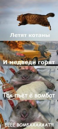Австралийские рыбаки спасли тонущего вомбата