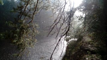 Лесная речка. И дождь...