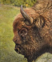 Рисунки, поражающие своей детализацией 