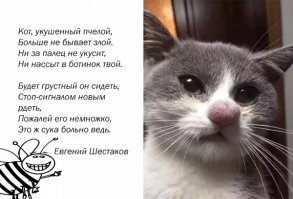 20 котов, ужаленных пчелами 