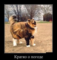 16 крутых гифок о том, что может натворить сильный ветер