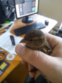 а этих ребят я депортировал из оффиса. поймал, дал попить и выпустил. Фикус поломали, пальму ободрали, насерили обильно)))