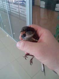 а этих ребят я депортировал из оффиса. поймал, дал попить и выпустил. Фикус поломали, пальму ободрали, насерили обильно)))