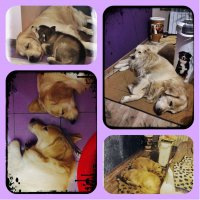 Золотистый ретривер по кличке Мали в ожидании Рождества 