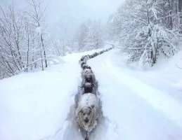 С приходом зимы в каждом из нас просыпается художник!