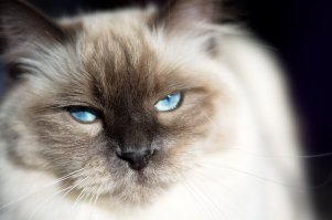 Еще Аврора-кому понравилось,спасибо.