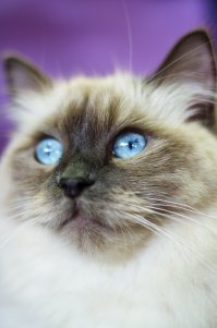 Котенок, найденный на дороге, оказался невероятно пушистым