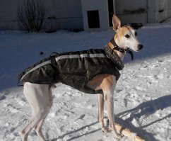 А я вязать не умею, поэтому сшил своему уиппету на зиму вот такой прикид: