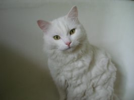 Спасибо... об чём и говорю...у вас замечательные котики :)...
а мы своего на лестнице подобрали, ветеринар сказал примерно 5-6 месяцев, оказалось турецкая ангора... лучше, преданнее и умнее я кота больше не встречал... эх, будет ли ещё такой замечательный кот ...