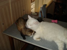 Спасибо... об чём и говорю...у вас замечательные котики :)...
а мы своего на лестнице подобрали, ветеринар сказал примерно 5-6 месяцев, оказалось турецкая ангора... лучше, преданнее и умнее я кота больше не встречал... эх, будет ли ещё такой замечательный кот ...