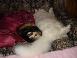 Спасибо... об чём и говорю...у вас замечательные котики :)...
а мы своего на лестнице подобрали, ветеринар сказал примерно 5-6 месяцев, оказалось турецкая ангора... лучше, преданнее и умнее я кота больше не встречал... эх, будет ли ещё такой замечательный кот ...