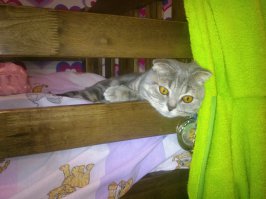 Котенок, найденный на дороге, оказался невероятно пушистым