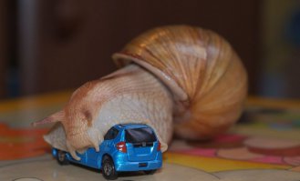 Красивые и необычные улитки 