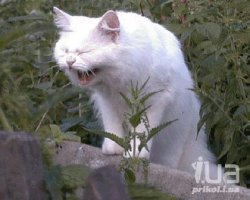 КВОККА- самое улыбчивое животное в мире!