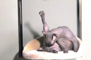 Непобежденный американский боксер о России