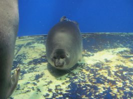 Эта жирная туша - она, байкальская нерпа.