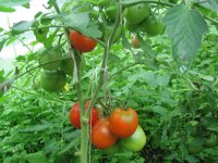 Как выглядели привычные продукты до того, как попали на полки супермаркета