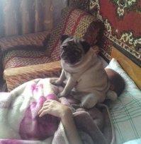 Брошенный кот, ставший лучшим другом для маленького мальчика в новой семье