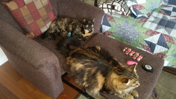 Мои кисульки.