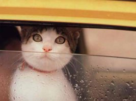 Права? Конечно, права!