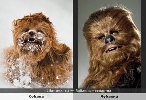 Лучшый подарок для фаната Star Wars