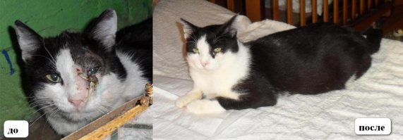 Кузьмич. Был подобран во дворе в ужасном состоянии, со сломанным носом и перекошенной физиономией. Перенёс две операции и массу профилактических процедур.