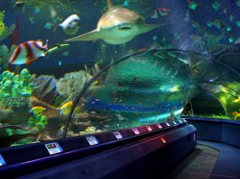 Sochi discovery world aquarium — самый большой океанариум в Сочи. Его территория занимает 6 000 кв.м.
В океанариуме находится 30 аквариумов, общим объемом 5 млн. литров, в которых обитают морские коньки, рыба-единорог, рыба-шар, рыба-корова, рыба-ёж, рыба-хирург, акулы, скаты и сомы — от микроскопических размеров до гигантских. Здесь можно увидеть более 100 видов пресноводных, обитающих на территории от Амазонки и Эквадора до Австралии.
Пешеходный туннель пронизывает аквариумы, населенные обитателями морей и океанов. Вы будете окружены водой сразу с трёх сторон, за стеклом вы увидите затонувшие корабли, рифы, скалы и несколько видов акул.