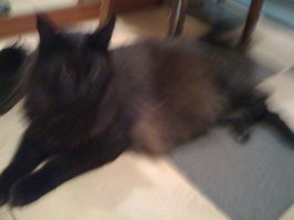 У меня живет крупный мейн-кун- 3 года, 15 кило. Игривый, но очень спокойный - кот с характером собаки. Меня встречает-провожает, семилетней дочке позволяет всё, она с ним, в основном, и играет.Спят днем вместе))В двушке чувствует себя вполне нормально.Это все-таки кот))