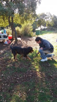 Сегодня я уже в солянку выкладывал фото этого пса, которого щенком мои приятели спасли от наркоманов, пинающих его, как мячик. У пса были перебиты задние лапы, ему сделали несколько операций, нашпиговав тазобедренные кости металлом, но теперь он жив и счастлив!