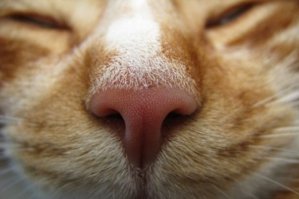 "Мочка носа" - это Вы классно сказали. :)
Ну, а если серьёзно, то пчела укусила в верхнюю часть носа, не в кончик. А верхняя часть очень даже мохнатая.