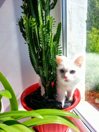 А у меня вот такая голобоглазка живет! 16 лет уже, выглядит как котенок и вес 2 килограмма всего.К тому же еще и глухая.Все равно любимая!