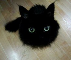 30 фотографий, доказывающих, что коты могут спать где угодно