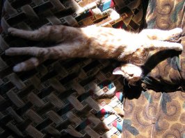 Лето, солнце